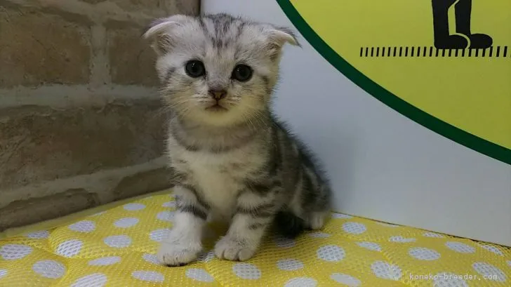 ID:1807-00640の子猫