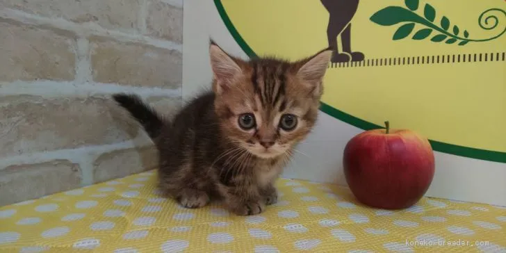 ID：1905-00946の子猫