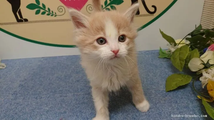 ID：2102-01518の子猫