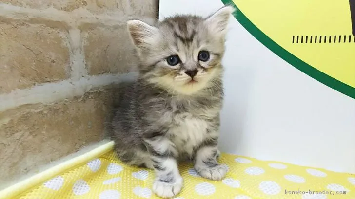 ID:1807-00012の子猫