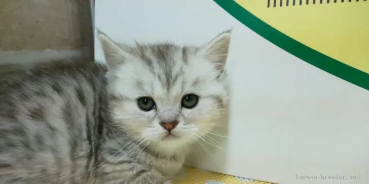 ID:1902-00692の子猫