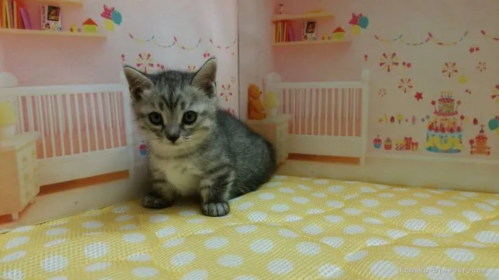 ID：1710-00457の子猫