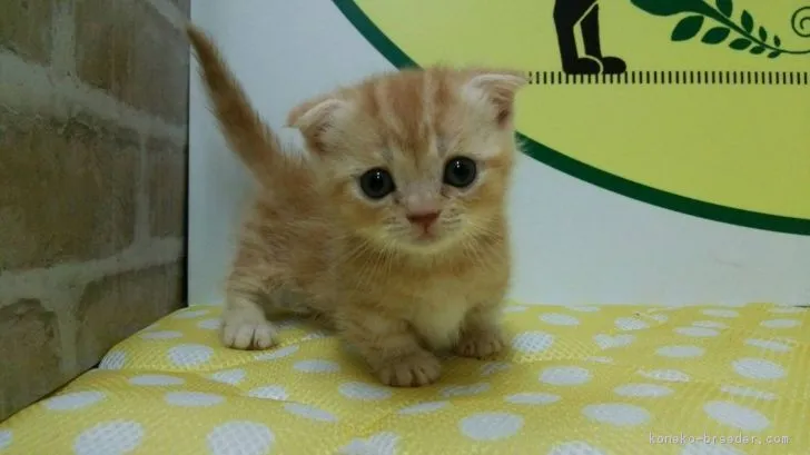 ID：1806-01632の子猫