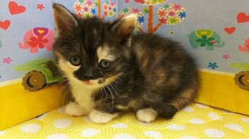 マンチカン(短足)【栃木県・女の子・2017年12月22日・トーティシェル（短毛）】の写真「五頭兄妹の足短いマンチカンの女の子のご紹介です！」