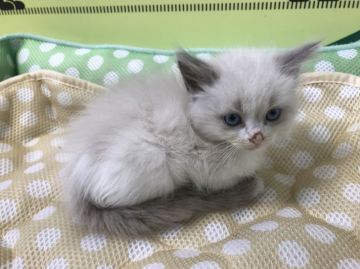 ラグドール【栃木県・女の子・2018年4月11日・シールポイントバイカラー】の写真「お目めがぱっちりなとても可愛い子です！」