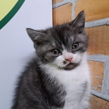 ミヌエット(長足)【栃木県・男の子・2023年11月12日・スモークタビー&ホワイト】の写真「４頭兄妹です！」