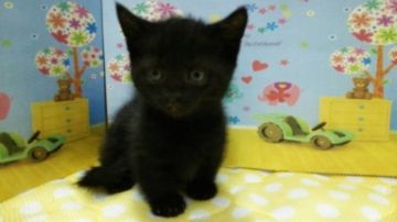 マンチカン【栃木県・男の子・2017年10月30日・ブラック（ショートヘア）】の写真「マンチカのとてもかわいいブラックの男の子の紹介です」