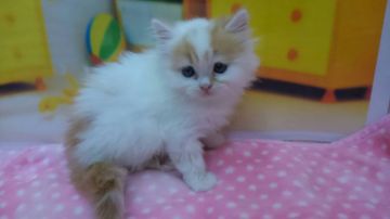 スコティッシュストレート【栃木県・女の子・2017年11月26日・ホワイト&レッド（ロング）】の写真「三頭兄妹の中で長毛の可愛い女の子です！」