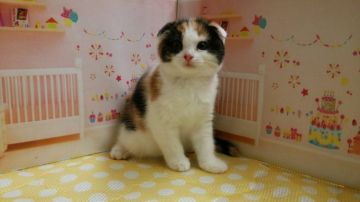 スコティッシュフォールド(折れ耳)【栃木県・女の子・2017年8月24日・キャリコ】の写真「キャリコ柄の可愛い女の子のご紹介です！」