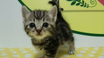 マンチカン(短足)【栃木県・男の子・2018年5月15日・シルバータビー】の写真「とても可愛い三頭兄妹のマンチカンのご紹介です！」