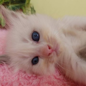 ラグドール【栃木県・男の子・2023年8月8日・シールポイント】の写真「６頭兄妹です！」