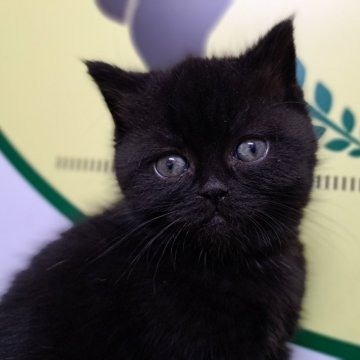 ミヌエット(長足)【栃木県・女の子・2023年11月12日・ブラック】の写真「４頭兄妹です！」