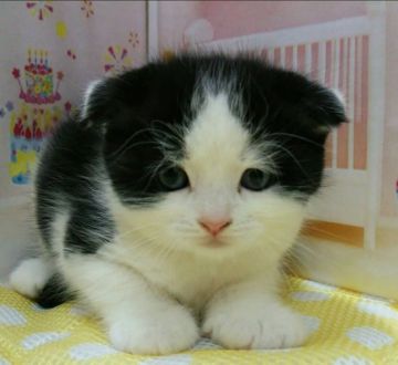 スコティッシュフォールド(折れ耳)【栃木県・男の子・2018年1月22日・ブラック&ホワイト（短毛）】の写真「二頭兄妹の可愛いスコティッシュのご紹介です。」