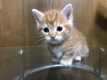 マンチカン【栃木県・男の子・2017年7月14日・レッドタビー（スムース）】の写真「可愛い足短いマンチカンの兄妹のご紹介です！」