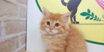 ラガマフィン【栃木県・男の子・2020年6月30日・レッドタビー&ホワイト】の写真「ふわふわの男の子です！」