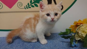 スコティッシュフォールド(立ち耳)【栃木県・男の子・2021年1月11日・レッドタビー&ホワイト（短毛）】の写真「6頭兄弟です。」