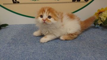 スコティッシュフォールド(折れ耳)【栃木県・男の子・2021年1月11日・レッドタビー&ホワイト（長毛）】の写真「6頭兄弟です。」