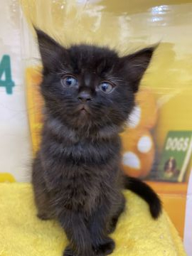 ラガマフィン【栃木県・男の子・2020年3月3日・ブラック（滑らかでもつれにくいです！）】の写真「4頭兄妹のブラック男の子です」