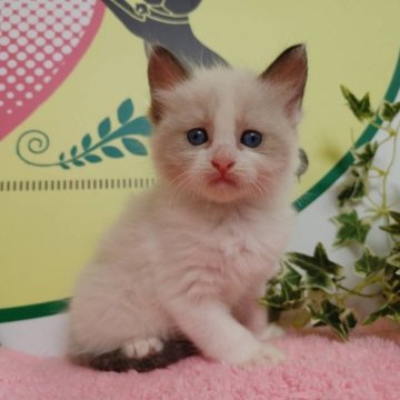 ラグドール【栃木県・女の子・2023年6月7日・ブルーポイントバイカラー】の写真「６頭兄妹です！」