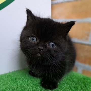 ミヌエット(短足)【栃木県・女の子・2023年11月12日・ブラック】の写真「４頭兄妹です！」