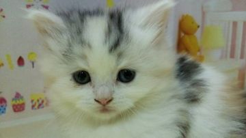 ミヌエット【栃木県・女の子・2018年1月28日・ダイリュートキャリコ（長毛）】の写真「とても人なつこい抱っこが大好きな女の子です。」