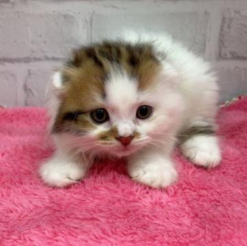 スコティッシュフォールド(折れ耳)【栃木県・男の子・2022年6月25日・ブラウンタビー&ホワイト】の写真「優しいお顔のフォールドしている男の子です！」