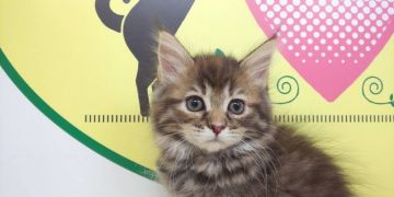 ラガマフィン【栃木県・女の子・2020年6月30日・ブラウンパッチドタビー】の写真「ふわふわの女の子です！」