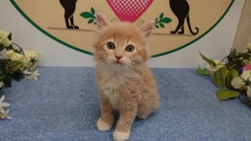 ラガマフィン【栃木県・男の子・2021年1月12日・クリームタビー&ホワイト（長毛）】の写真「4頭兄弟です。」