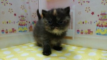 エキゾチックロングヘア【栃木県・女の子・2017年12月13日・トーティシェル（ロングヘア）】の写真「四頭兄妹の中で、1番大人しい可愛い女の子です！」