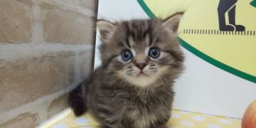 ミヌエット【栃木県・男の子・2019年7月11日・ブラウンタビー&ホワイト】の写真「とても可愛い短足、長毛のミヌエット二頭兄妹です。」