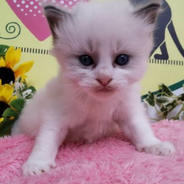 ラグドール【栃木県・男の子・2024年5月7日・ブルーポイントバイカラー】の写真「２頭兄弟です！」