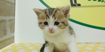 スコティッシュストレート【栃木県・男の子・2019年2月14日・ブラウンタビー&ホワイト】の写真「可愛いスコティッシュストレートの男の子です！」