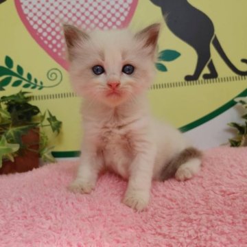 ラグドール【栃木県・女の子・2023年8月8日・ブルーポイントバイカラー】の写真「６頭兄妹です！」