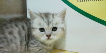 ミヌエット【栃木県・男の子・2018年12月26日・シルバータビー&ホワイト（ロング）】の写真「4頭兄妹の可愛いミヌエットのご紹介です！」