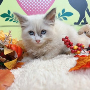 ラグドール【栃木県・男の子・2024年8月1日・ブルーポイント】の写真「５頭兄妹です！」