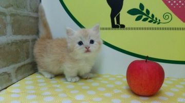 マンチカン(短足)【栃木県・男の子・2018年7月28日・クリームタビー】の写真「とても可愛い短足のマンチカンです！！」