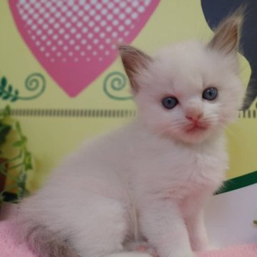 ラグドール【栃木県・男の子・2023年5月13日・シールポイント】の写真「６頭兄妹です！！」