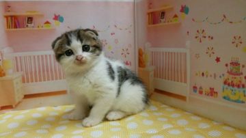 スコティッシュフォールド(折れ耳)【栃木県・男の子・2017年8月24日・ホワイト&ブラウンタビー】の写真「可愛いスコティッシュの兄妹のご紹介です！」