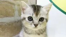 マンチカン(短足)【栃木県・女の子・2018年9月1日・】の写真2「つぶらな瞳がとても可愛いです！」