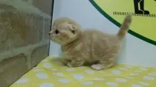 マンチカン(短足)【栃木県・男の子・2018年5月11日・】の写真2「横からのショットです！」