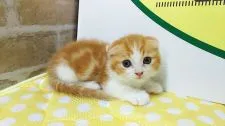 マンチカン(短足)【栃木県・男の子・2018年6月30日・】の写真2「是非、猫ちゃんに癒される生活をこの子と一緒にいかがでしょうか？笑」
