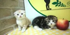 スコティッシュフォールド(折れ耳)【栃木県・女の子・2020年3月17日・レッドタビー&ホワイト】の写真3「二頭での可愛い撮影です！」