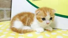 マンチカン(短足)【栃木県・男の子・2018年6月30日・】の写真4「丸顔、短足、、、そしてヨチヨチ歩きに癒されます。」