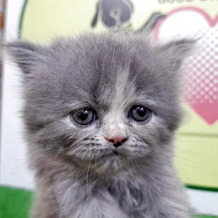 T.M 様のお迎えした子猫