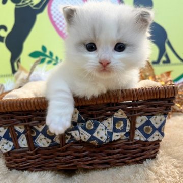 ラグドール【栃木県・男の子・2024年11月24日・ブルーポイントバイカラー】の写真「３頭兄妹です！」