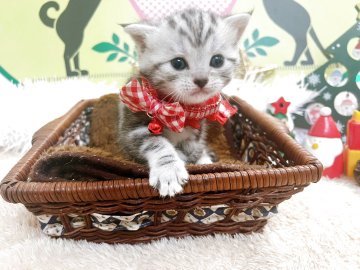 アメリカンショートヘア【栃木県・女の子・2025年11月3日・ブラウンパッチドタビー】の写真「4頭兄弟です！！」