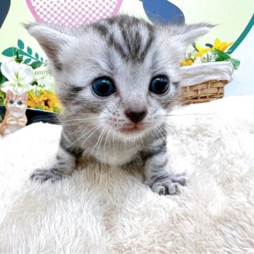 アメリカンショートヘア【栃木県・男の子・2025年7月3日・シルバータビー】の写真「３頭兄弟です！！」