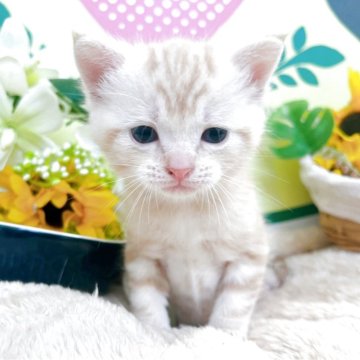 アメリカンショートヘア【栃木県・男の子・2025年7月3日・レッドタビー】の写真「３頭兄弟です！！」