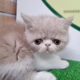 エキゾチックショートヘア