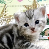 アメリカンショートヘア